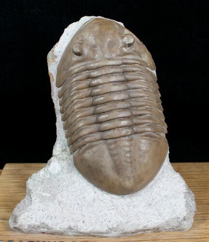 Asaphus Lepidurus Trilobite On Oak Stand #4043